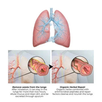 US👨‍⚕️✅ Dobshow® Botanical Mullein Lung Cleanse Diffuser 🌿(🫁Cough, Pharyngitis, shortness of breath, sputum, stuffy nose, bronchitis, bronchitis, allergy symptoms, lung discomfort💝)